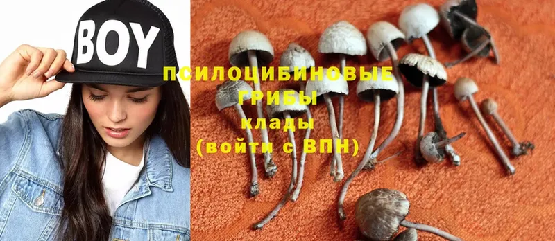 Галлюциногенные грибы Psilocybine cubensis Ногинск