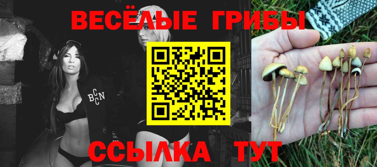 Псилоцибиновые грибы Psilocybe  Псилоцибиновые грибы Psilocybe  Ногинск 